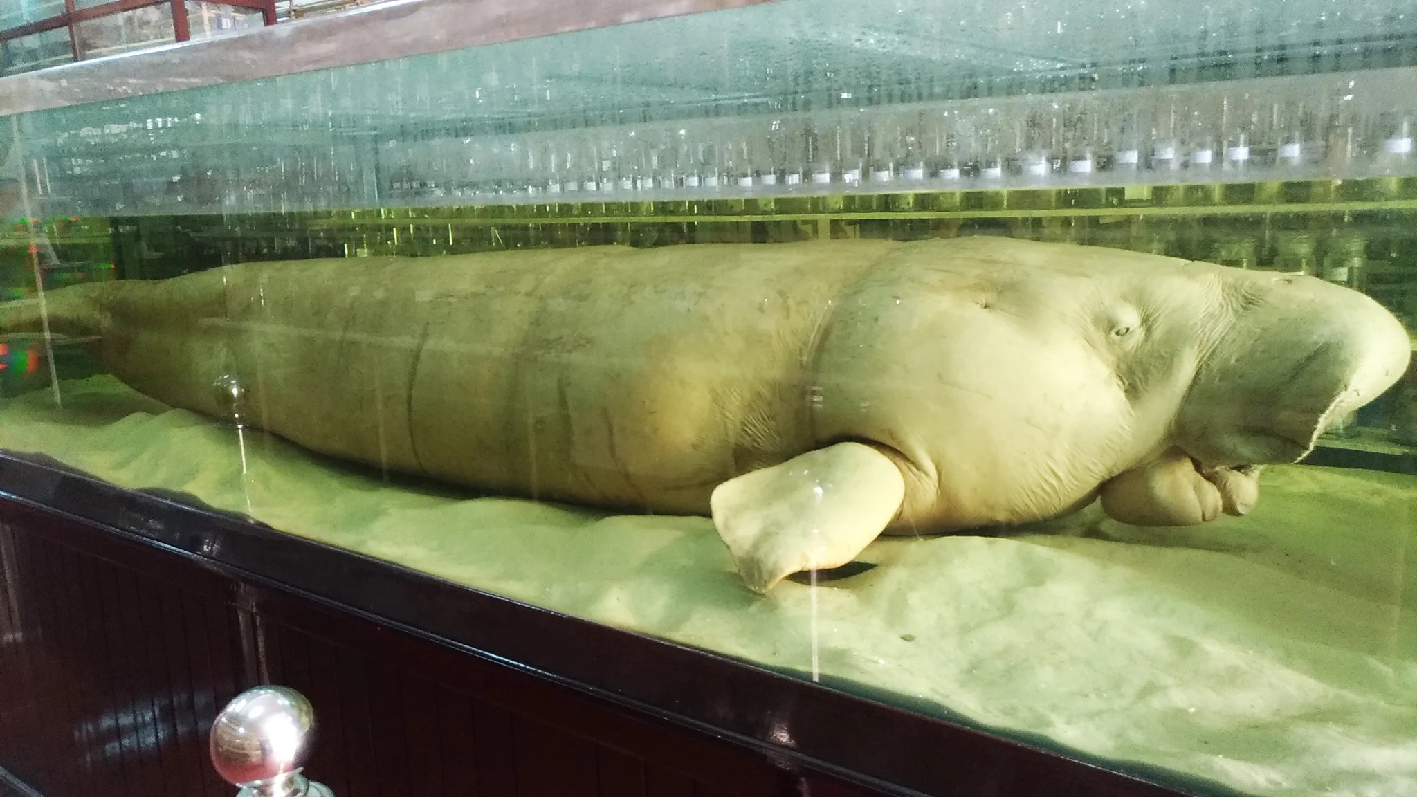 Khách sạn gần đây – Mẫu vật bò biển Dugong