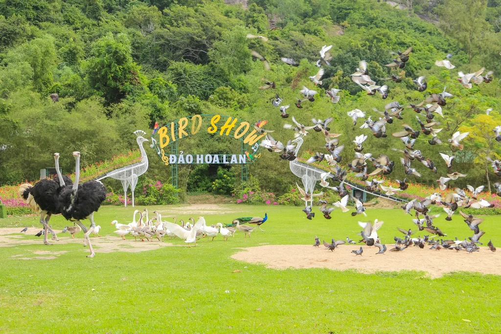 Biểu diễn chim tại Đảo Hoa Lan