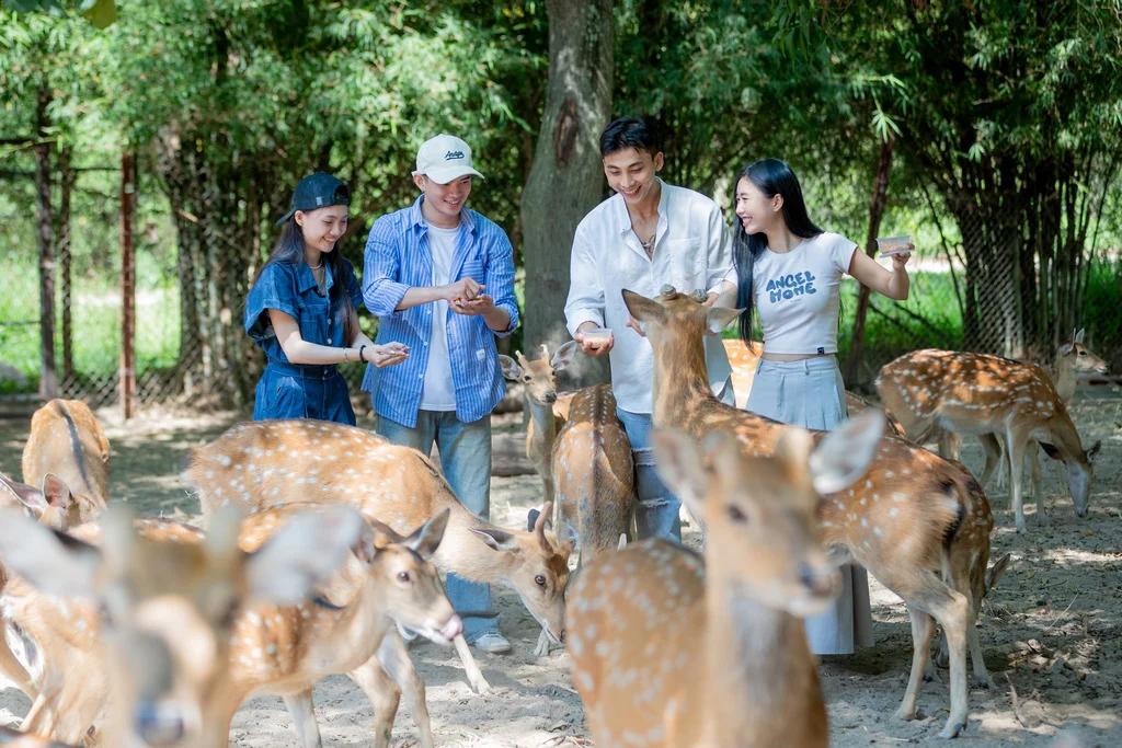 Vườn hươu sao và đà điểu ở Đảo Hoa Lan