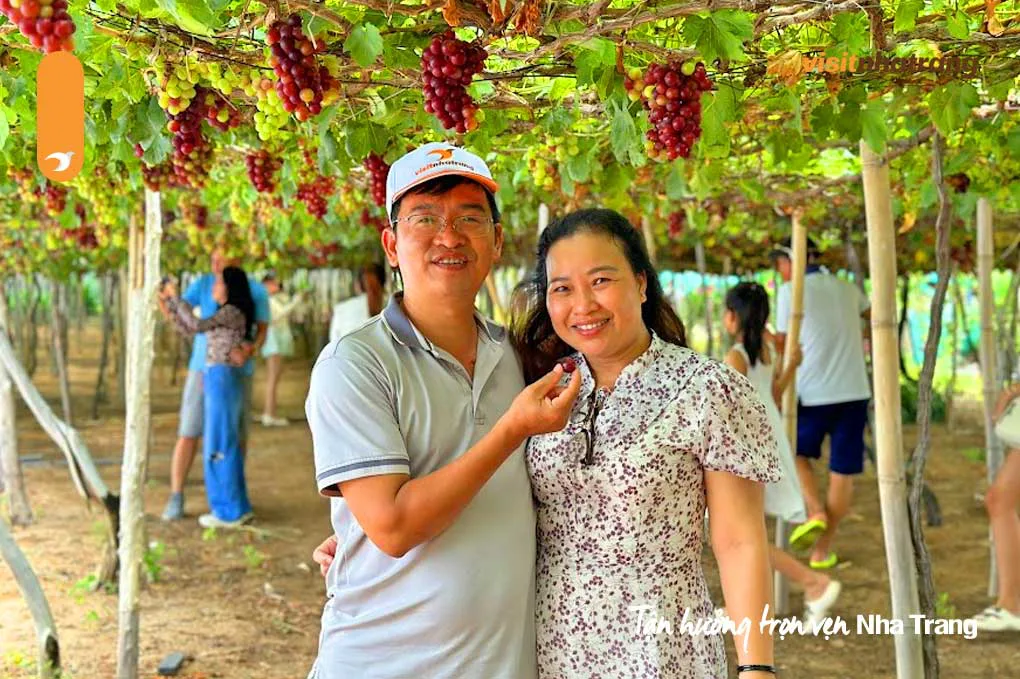 Vườn nho Ninh Thuận trong lịch trình