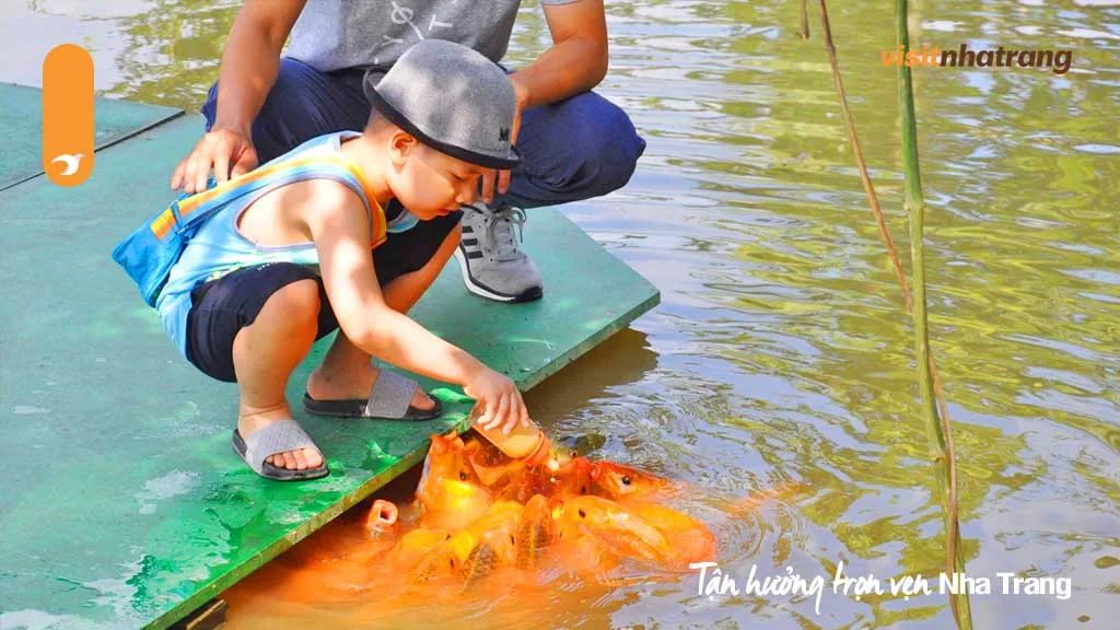 Trải nghiệm cho cá ăn tại Yang Bay